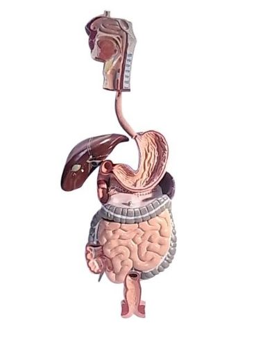 Picture of Model, Human Digestive System on Board