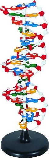 Picture of Model, Human DNA