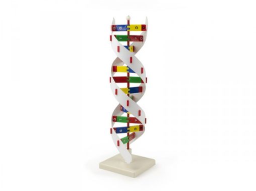 Picture of Model, Human DNA Activity Kit