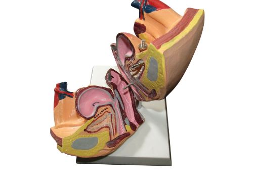 Picture of Model, Human Female Reproductive Organs on Stand