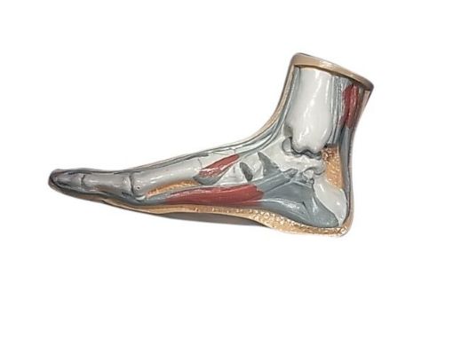 Picture of Model, Human Foot - Normal, Life Size, Plastic w/Ligaments