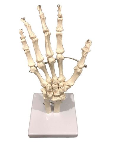 Picture of Model, Human Hand Bones 250mm high on stand, Wire articulation, Life Size