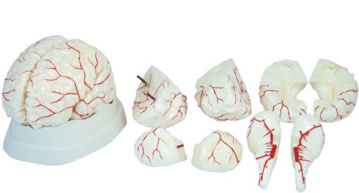 Picture of Model, Human Brain, 8 Pcs with Ateries on Base