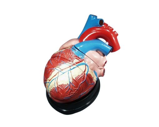 Picture of Model, Human Heart, Large, 3 Parts on Base