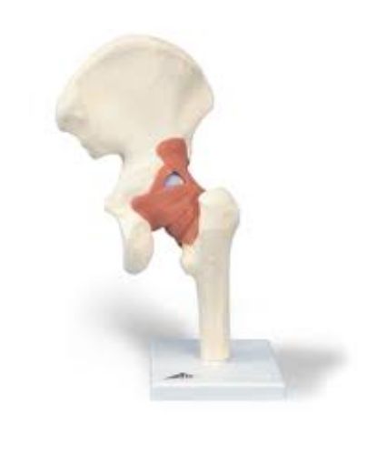 Picture of Model, Human Hip, Leg and Joint Model with Ligaments