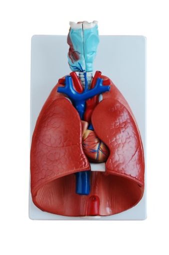 Picture of Model, Human Larynx, Heart & Lung