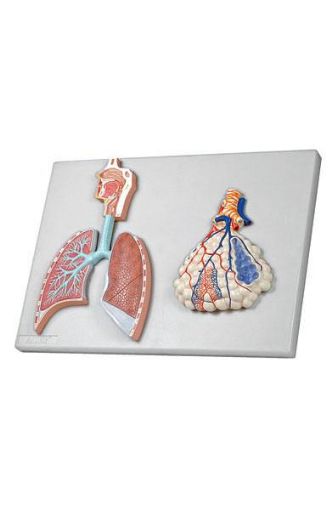 Picture of Model, Human Respiratory System on Board