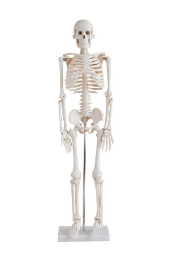 Picture of Model, Human Skeleton, Small, 850mm height 3kg weight