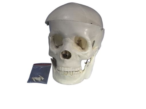 Picture of Model, Human Skull, 2 Parts, Plastic