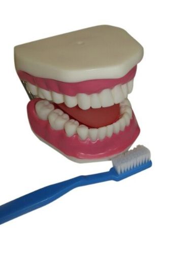 Picture of Model, Human Teeth Care with Brush, 200x50x120mm (LxWxH)