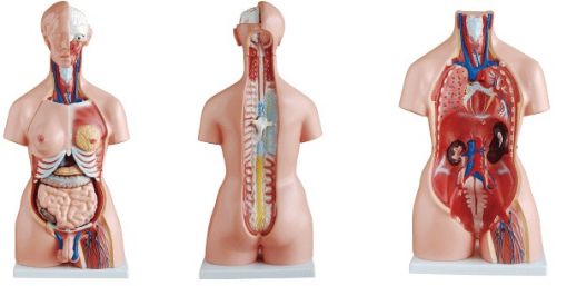 Picture of Model, Human Torso with Interchangeable Sex Organs , 85cm, 22 Removeable Parts