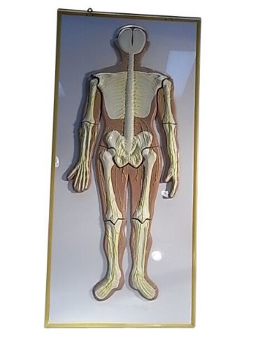 Picture of Model, Human Nervous System on Board, 880mm H x 400mm W