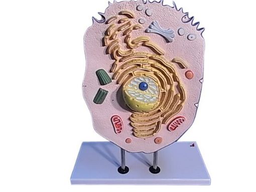 Picture of Model, Zoological, Typical Animal Cell