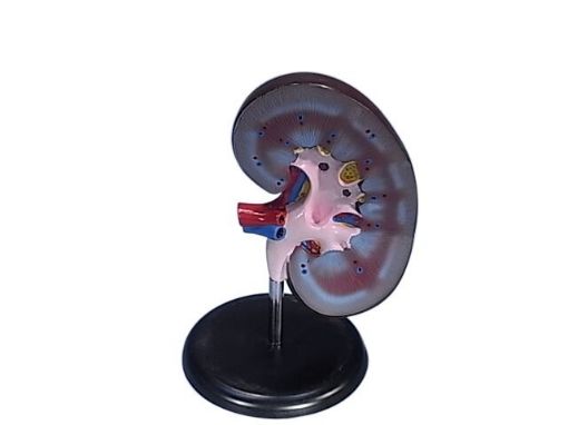 Picture of Model, Human Kidney