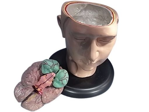 Picture of Model, Human Head on Base with Neck & Showing Brain