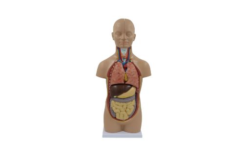 Picture of Model, Human Torso, Half Life Size, Plastic